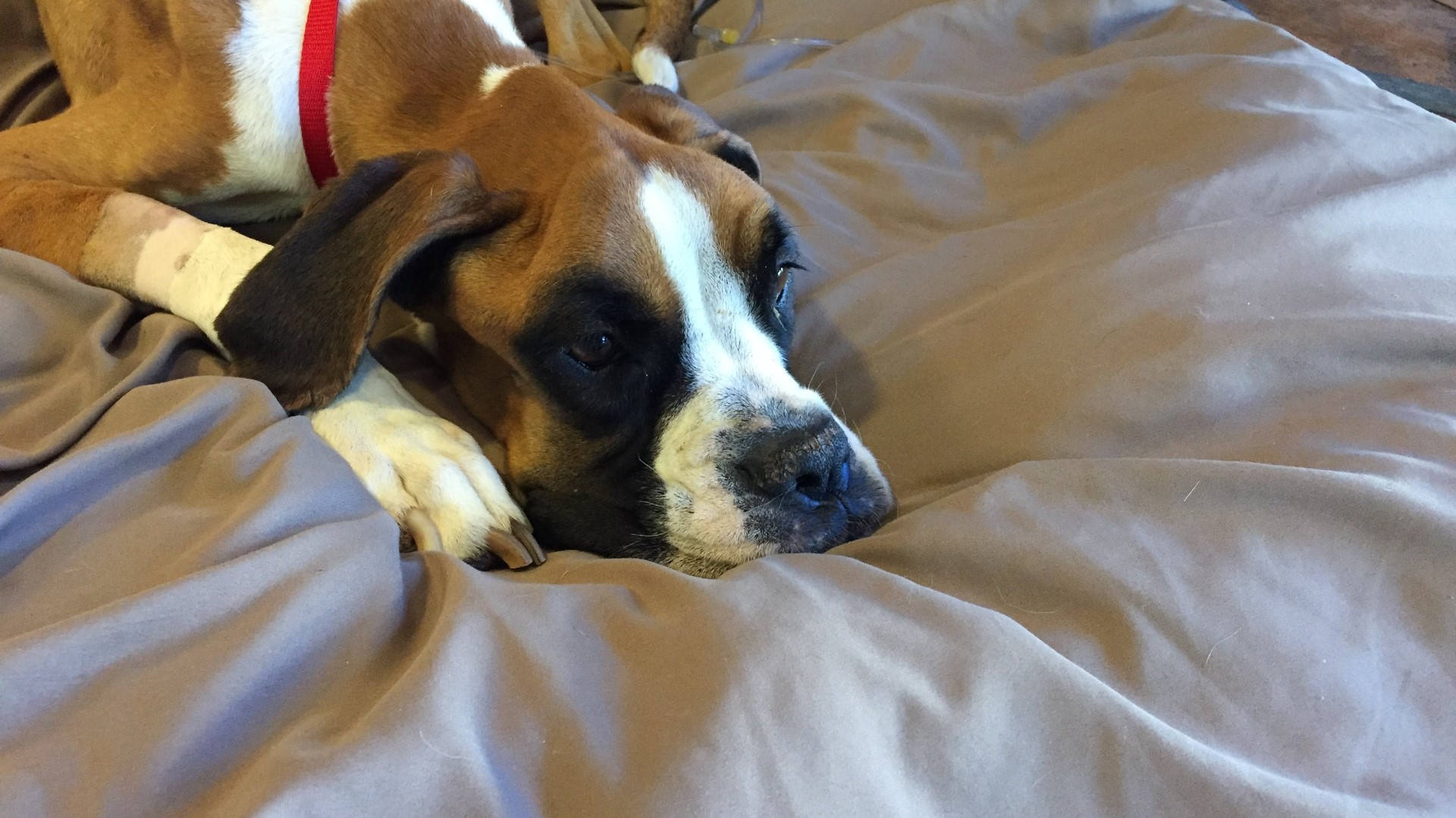 Arizona dog with valley fever dies after being cared for